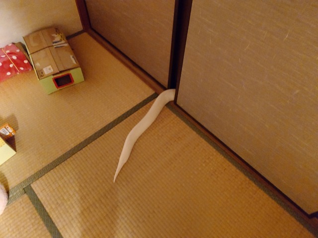 20250129_000913761.JPG