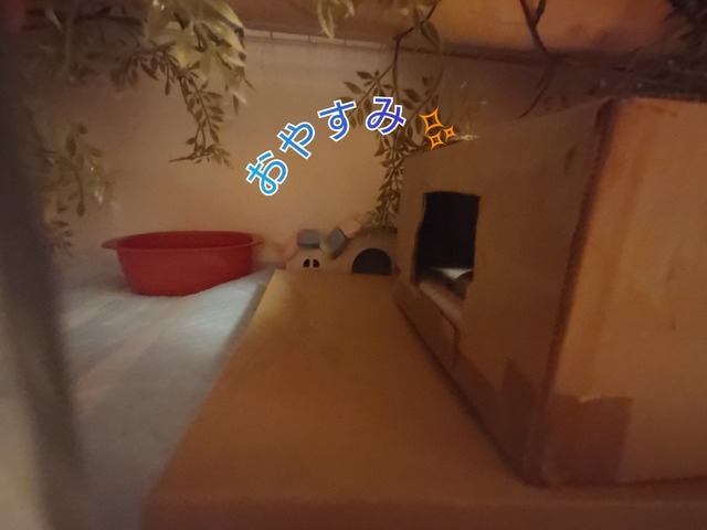 Polish_20250317_001317730.jpg